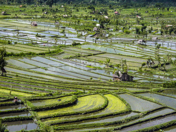 Rice paddies in Bali Indonesia  Stock photo © meinzahn