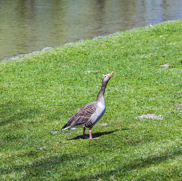 duck enjoys the green grass  Stock photo © meinzahn