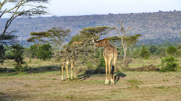 жираф парка дерево природы пейзаж фон Сток-фото © meinzahn