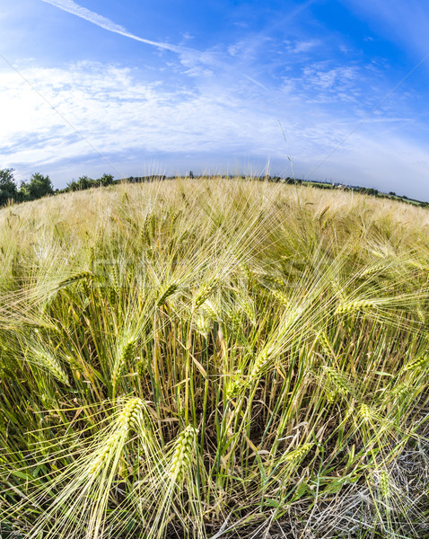 spica of wheat in corn field Stock photo © meinzahn