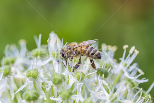 Bees on Allium sphaerocephalon Stock photo © meinzahn