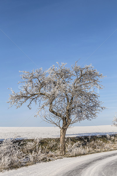 Beyaz buz gibi ağaçlar kar kapalı manzara Stok fotoğraf © meinzahn