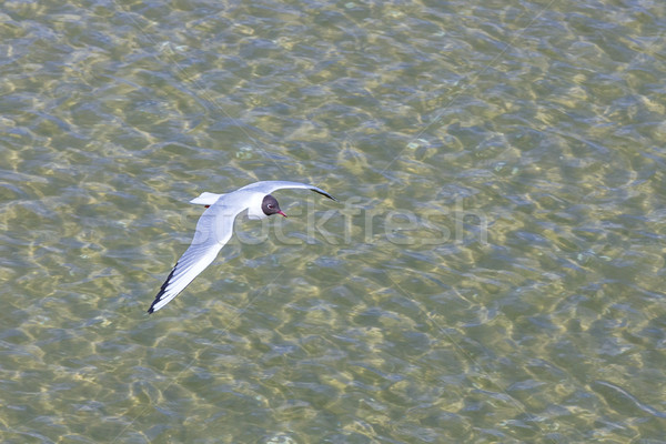 seagull at the coast flying and swimming Stock photo © meinzahn