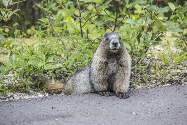 Stock photo:  beaver in front of the grass tries to cross a street