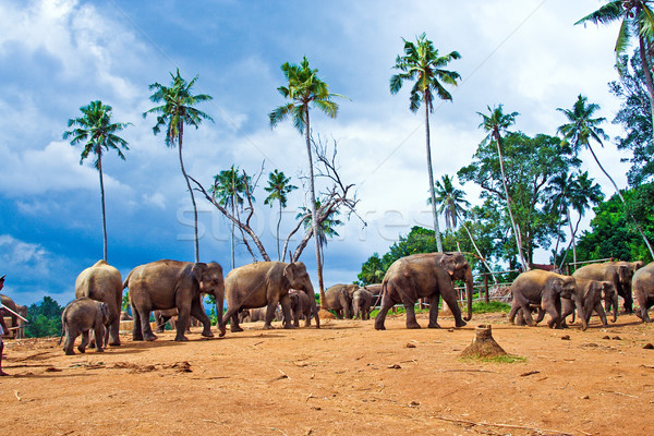 flock of elephants in the wilderness  Stock photo © meinzahn
