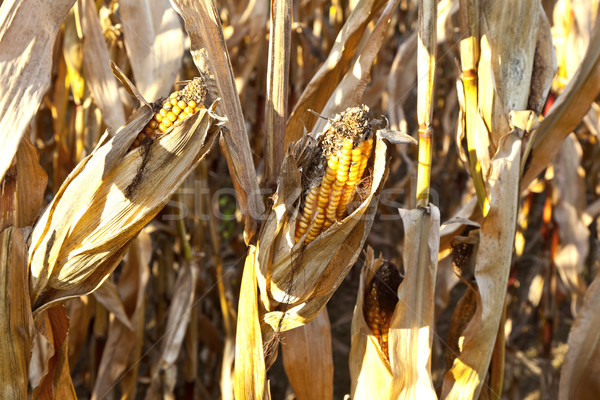 Naturalnych full frame kukurydza roślin liści dziedzinie Zdjęcia stock © meinzahn