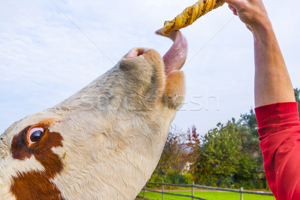 cattles at the meadow eating rolls Stock photo © meinzahn