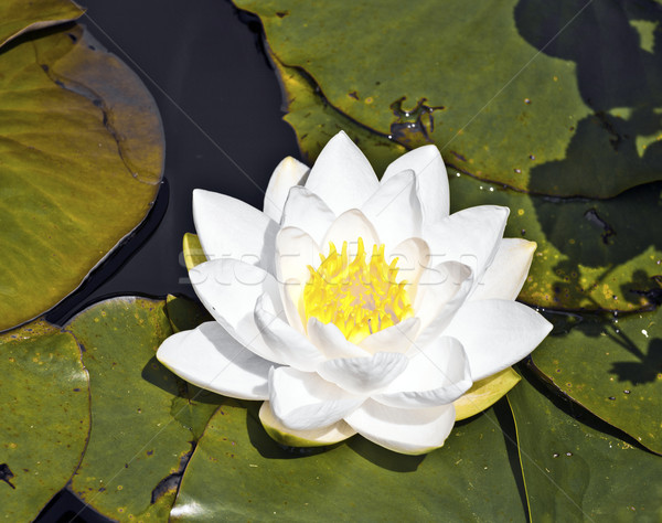 white lotus water lily in lake Stock photo © meinzahn