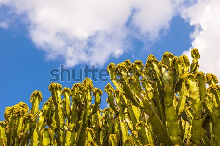 cactus with prickly pears  fruits  Stock photo © meinzahn
