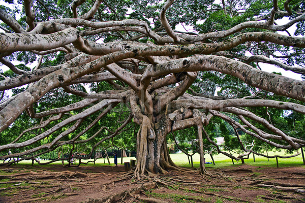 botanical Garden of Peradeniya, Kandy Stock photo © meinzahn