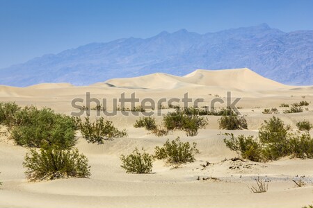 dried desert gras in Mesquite Flats Sand Dunes  Stock photo © meinzahn