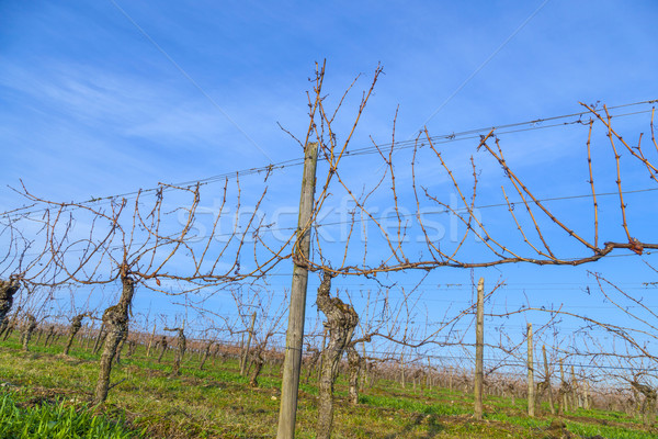 vineyard in winter time  with blue sky Stock photo © meinzahn