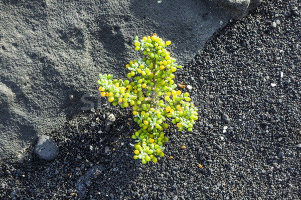 Rzadki roślinność wulkaniczny kamienie ziemi górskich Zdjęcia stock © meinzahn