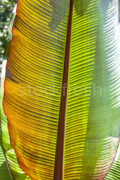 palm tree in the garden Stock photo © meinzahn