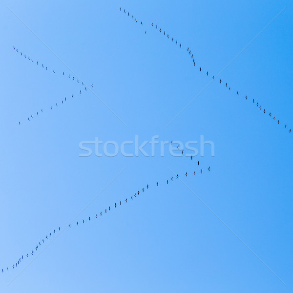 migrant birds on their way to warmer aerea Stock photo © meinzahn