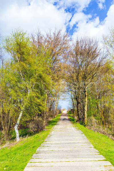 Kumlu yol plaj baltık denizi su manzara Stok fotoğraf © meinzahn