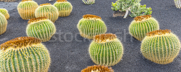 pile of Echinocactus grusonii, cactus typical of southern hemisp Stock photo © meinzahn