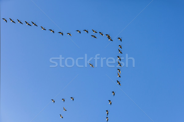 migrant bird in the sky  Stock photo © meinzahn