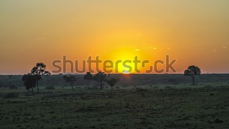 sunset in Masai Mara National Park. Stock photo © meinzahn