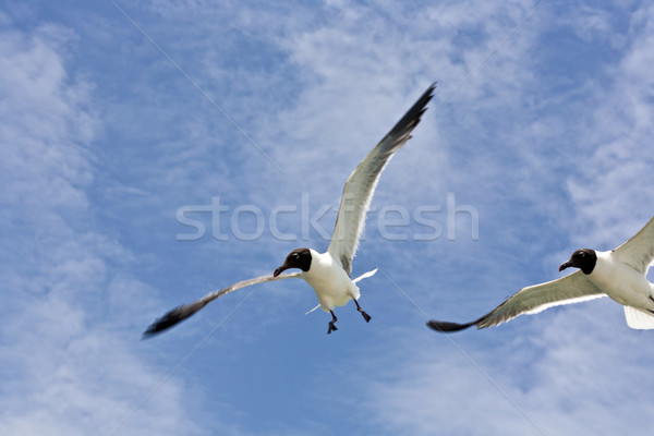 flying seagulls  Stock photo © meinzahn