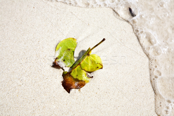 beautiful structured leaves at the beach arranged by nature  Stock photo © meinzahn