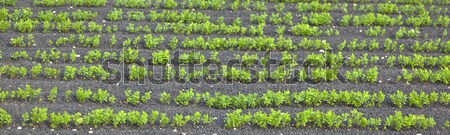 Campo irrigazione vulcanica terra natura tecnologia Foto d'archivio © meinzahn