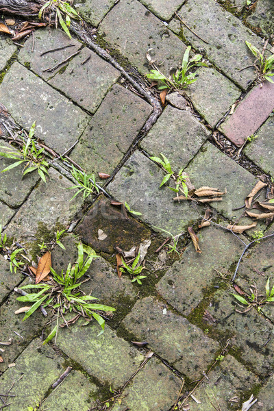 Starych płytek chodniku roślin stawy tle Zdjęcia stock © meinzahn