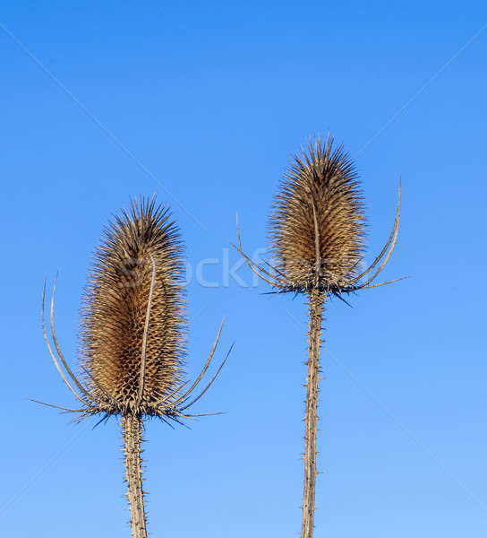 two thistles under blue sky  Stock photo © meinzahn