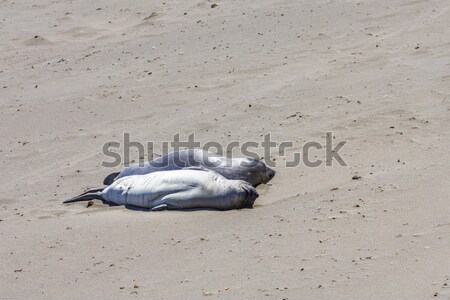 male Seelion at a beach  Stock photo © meinzahn