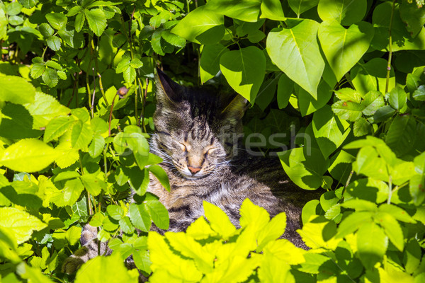 Cute Katze Blume Sommer grünen Tiger Stock foto © meinzahn