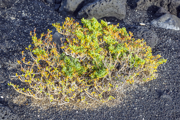 sparse vegetation at volcanic stones Stock photo © meinzahn