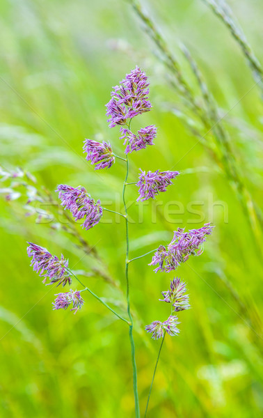 detail of wild growing grass plants Stock photo © meinzahn