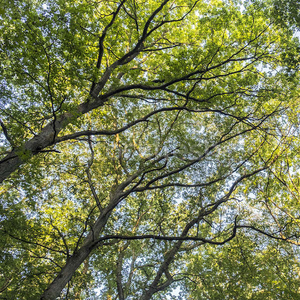高い 落葉性の 木 森林 青空 木材 ストックフォト © meinzahn