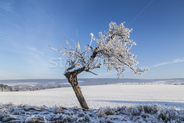 Beyaz buz gibi ağaçlar kar kapalı manzara Stok fotoğraf © meinzahn