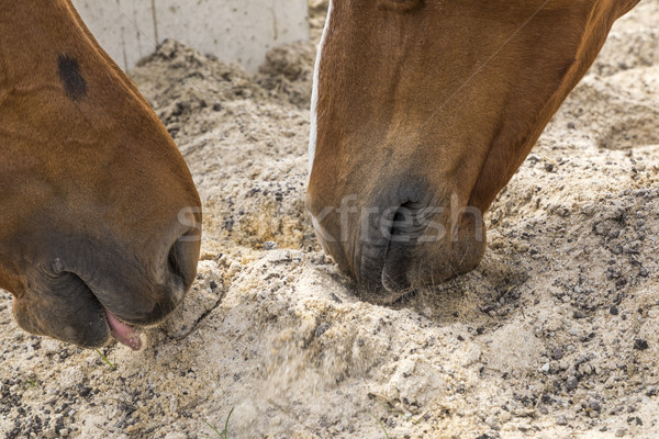 head of horses licking sand and minerals Stock photo © meinzahn