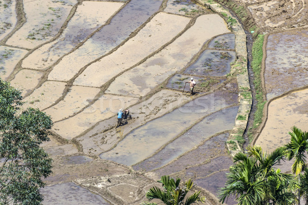 farmer works on rice paddies in terracced fields  Stock photo © meinzahn