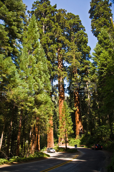 Słynny duży sekwoja drzew stałego wysoki Zdjęcia stock © meinzahn