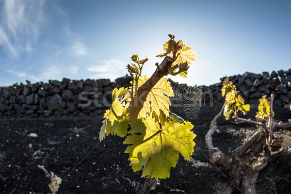 Stock photo:  vineyard in Lanzarote island, growing on volcanic soil 