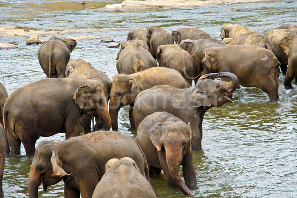 flock of elephants  in the river Stock photo © meinzahn