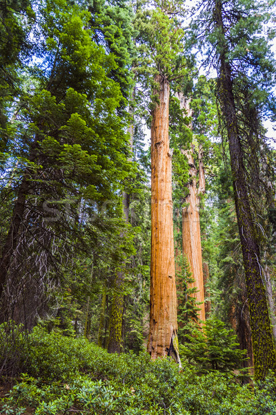 Mare frumos sequoia parc soare Imagine de stoc © meinzahn