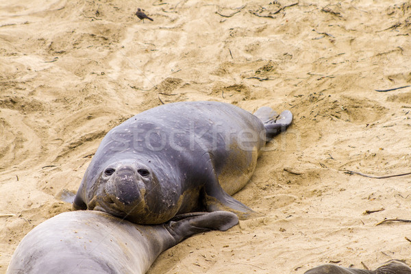 Stock photo: sea lions at the beach