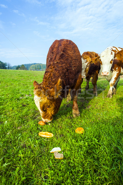 cattles at the meadow eating rolls Stock photo © meinzahn