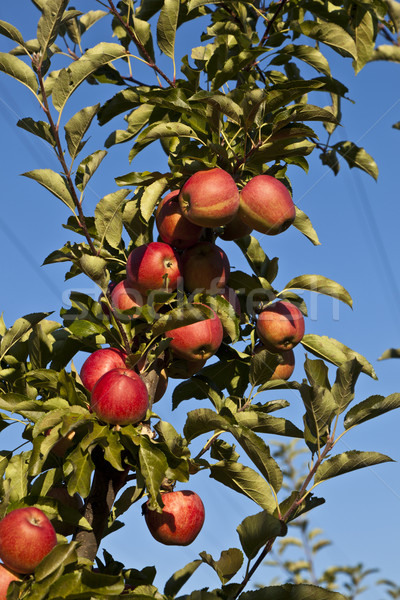 Olgun elma mavi gökyüzü gıda elma Stok fotoğraf © meinzahn