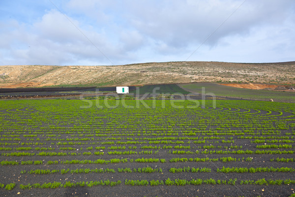 field with irrigation system on volcanic lapilli ground Stock photo © meinzahn