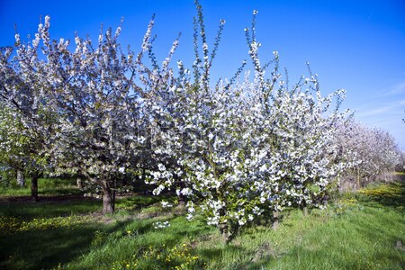 Primo piano ramo fiorire primavera bianco cielo Foto d'archivio © meinzahn