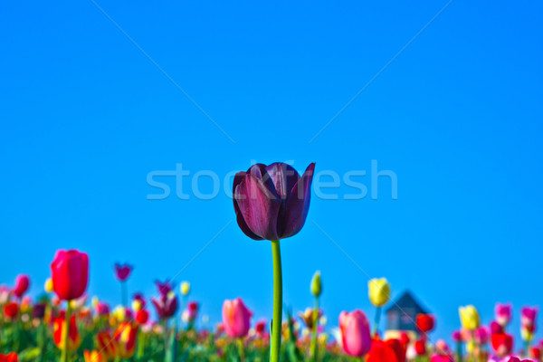 Campo fioritura colorato tulipani primavera fiori Foto d'archivio © meinzahn