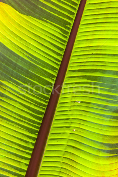 palm tree in the garden Stock photo © meinzahn