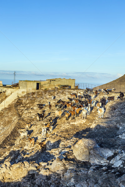 flock of goats in the mountains   Stock photo © meinzahn