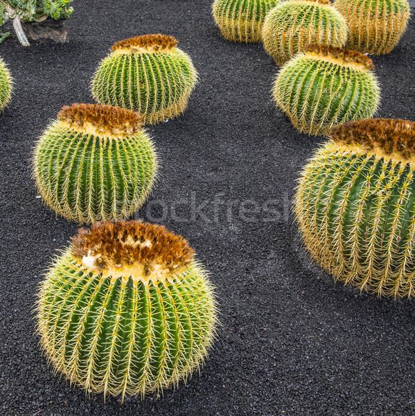 Echinocactus grusonii, cactus  Stock photo © meinzahn