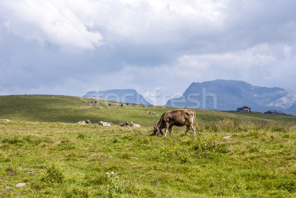 Stock photo: cows grazing at the meadow at Rolle Pass 